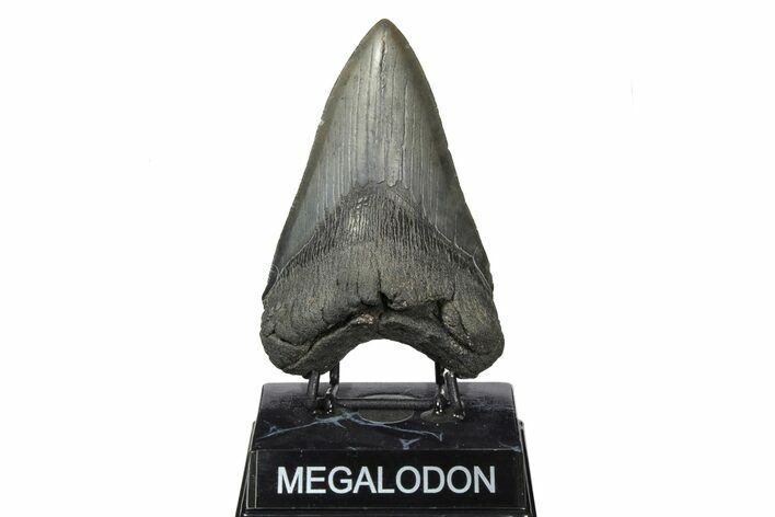 Fossil Megalodon Tooth - South Carolina #190212